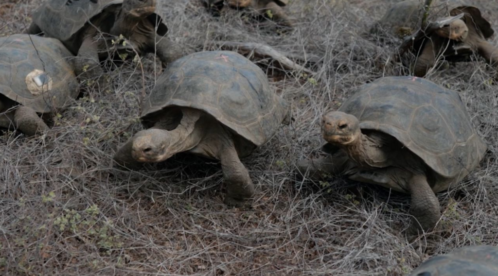 Tortugas gigantes regresan a las islas Galápagos después de casi 200 años