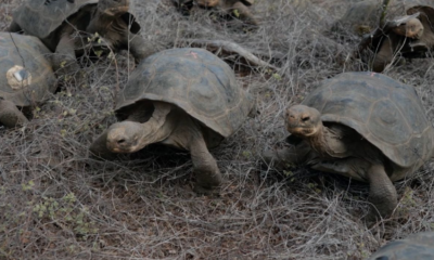 Tortugas gigantes regresan a las islas Galápagos después de casi 200 años
