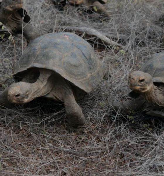 Tortugas gigantes regresan a las islas Galápagos después de casi 200 años