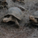 Tortugas gigantes regresan a las islas Galápagos después de casi 200 años