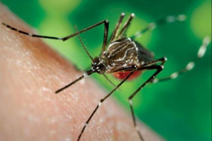 Inicia 1ª Jornada Nacional de lucha contra el Chikungunya y el Dengue 2026