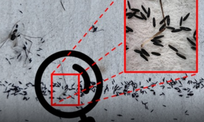 Desarrollan en México algoritmo que automatiza conteo de huevos del mosquito del dengue