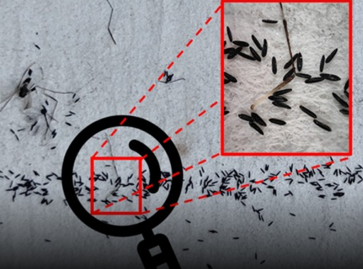 Desarrollan en México algoritmo que automatiza conteo de huevos del mosquito del dengue