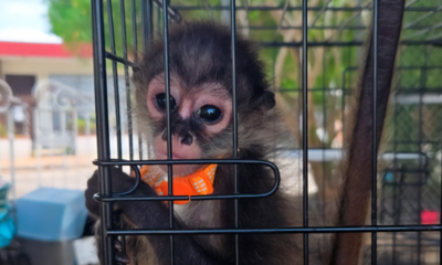 Aseguran más de 480 ejemplares de fauna y flora en operativo regional de Profepa