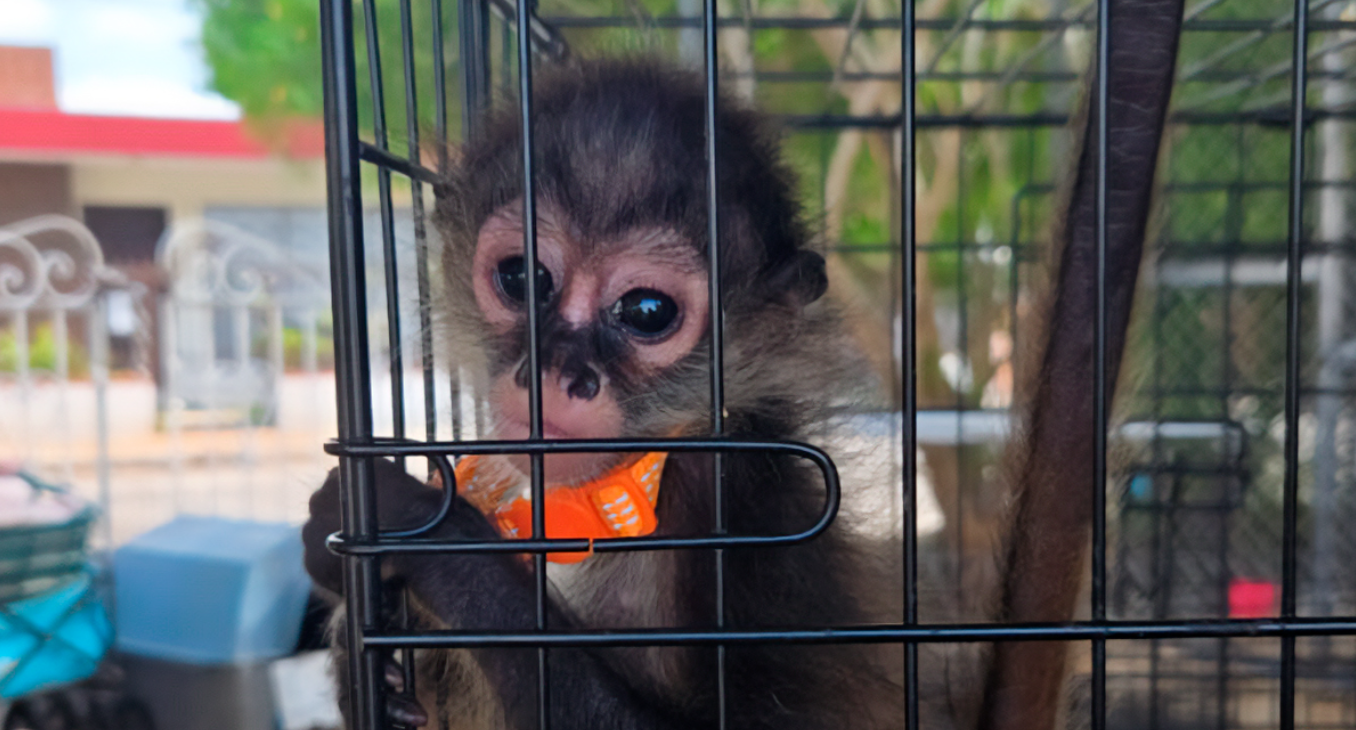 Aseguran más de 480 ejemplares de fauna y flora en operativo regional de Profepa