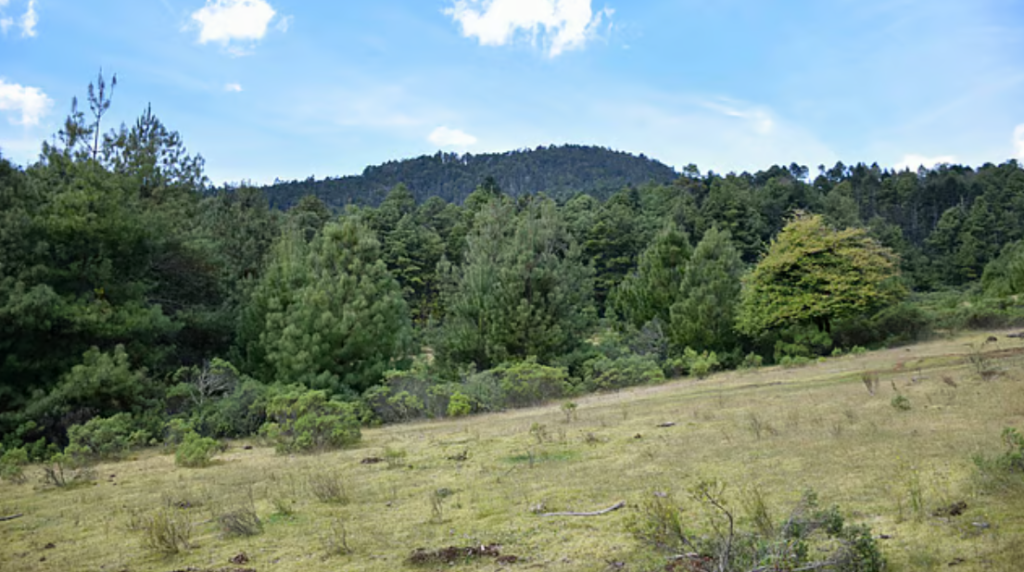 Gobierno de México presenta el Programa Nacional Forestal 2026-2030