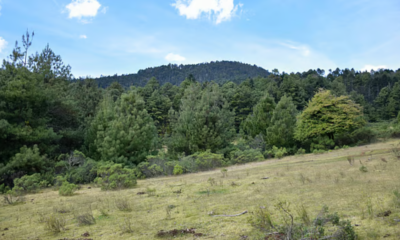 Gobierno de México presenta el Programa Nacional Forestal 2026-2030