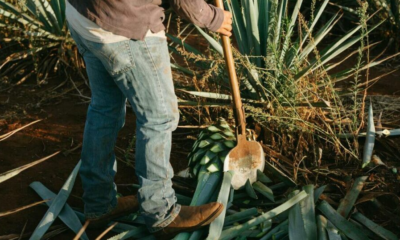 México ya tiene fecha oficial para celebrar el Día Nacional del Tequila