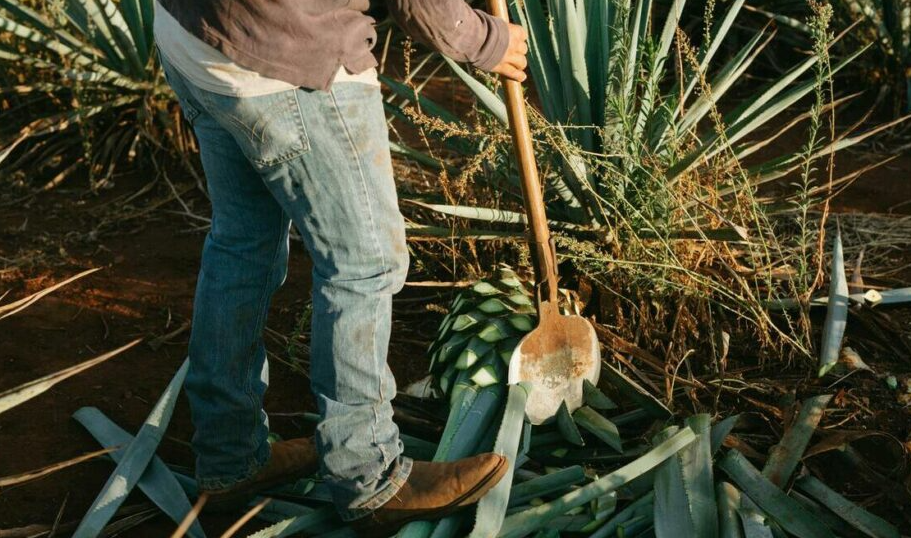 México ya tiene fecha oficial para celebrar el Día Nacional del Tequila