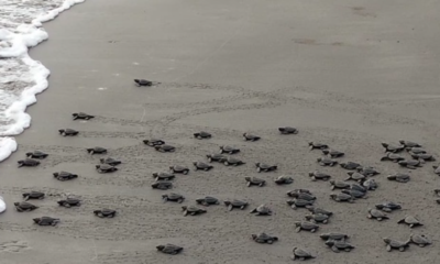 Reporta Conanp avances positivos en la temporada de anidación de tortugas marinas en Veracruz