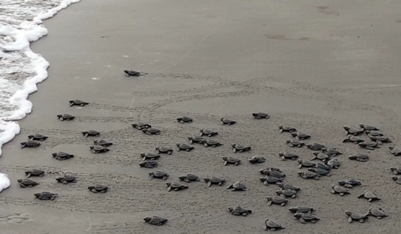 Reporta Conanp avances positivos en la temporada de anidación de tortugas marinas en Veracruz