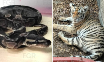 Asegura FGR ejemplares de fauna silvestre protegida durante cateo en Zapopan, Jalisco