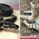 Asegura FGR ejemplares de fauna silvestre protegida durante cateo en Zapopan, Jalisco