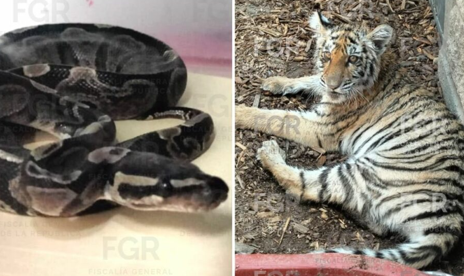 Asegura FGR ejemplares de fauna silvestre protegida durante cateo en Zapopan, Jalisco