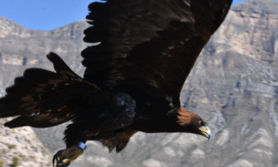 Conanp documenta inusual comportamiento de un Águila Real en Área Natural Protegida de Aguascalientes