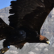 Conanp documenta inusual comportamiento de un Águila Real en Área Natural Protegida de Aguascalientes
