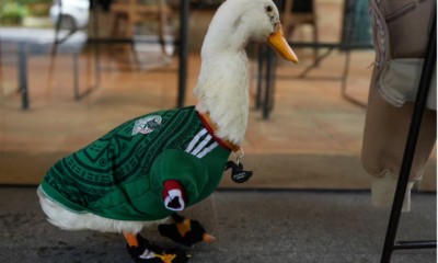 Familia de Merlín rechaza oferta para vender al famoso pato viral