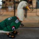 Familia de Merlín rechaza oferta para vender al famoso pato viral
