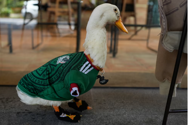 Familia de Merlín rechaza oferta para vender al famoso pato viral