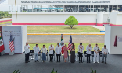 México y Estados Unidos fortalecen la sanidad animal con nueva planta para combatir el gusano barrenador del ganado