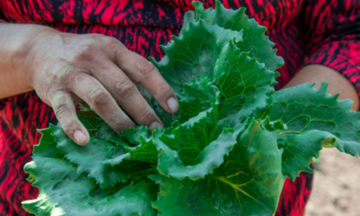 México investiga posible relación con brote de Cyclospora en Estados Unidos