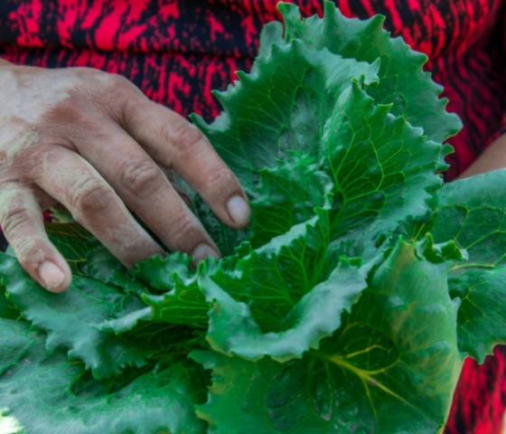 México investiga posible relación con brote de Cyclospora en Estados Unidos
