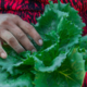 México investiga posible relación con brote de Cyclospora en Estados Unidos