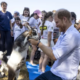 Príncipe Harry participa en sesión de yoga con cabras durante evento benéfico en Reino Unido