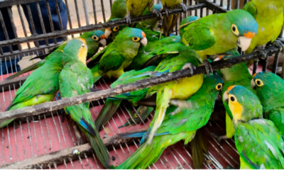 Profepa asegura 83 aves durante operativo contra el tráfico de vida silvestre en Michoacán