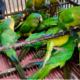 Profepa asegura 83 aves durante operativo contra el tráfico de vida silvestre en Michoacán