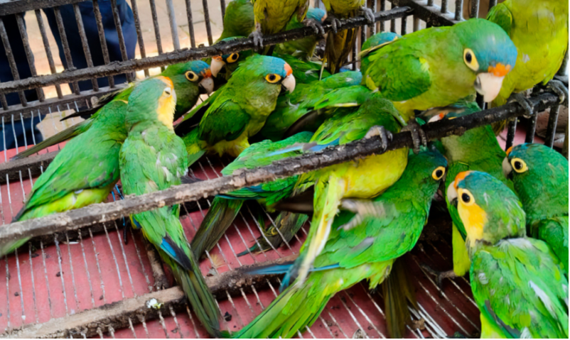 Profepa asegura 83 aves durante operativo contra el tráfico de vida silvestre en Michoacán