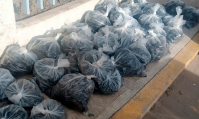 Profepa asegura casi 3 mil ejemplares de pepino de mar en Baja California