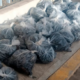 Profepa asegura casi 3 mil ejemplares de pepino de mar en Baja California