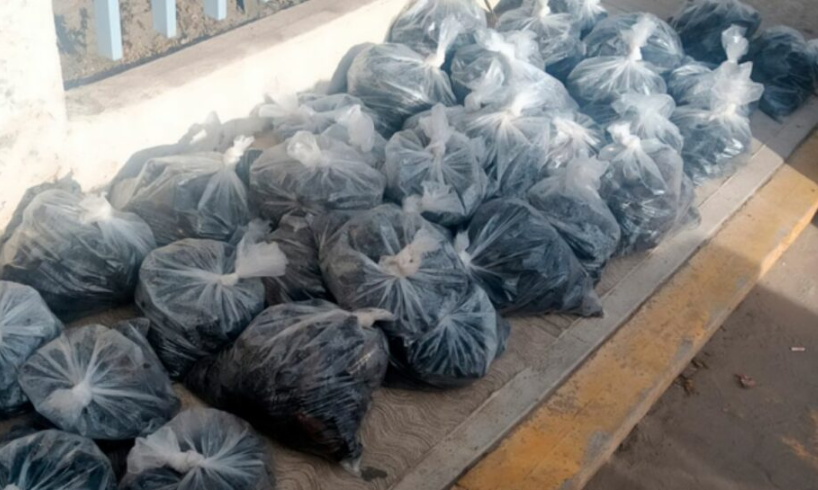 Profepa asegura casi 3 mil ejemplares de pepino de mar en Baja California