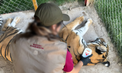 Profepa asegura cinco felinos durante cateo en inmueble de Durango