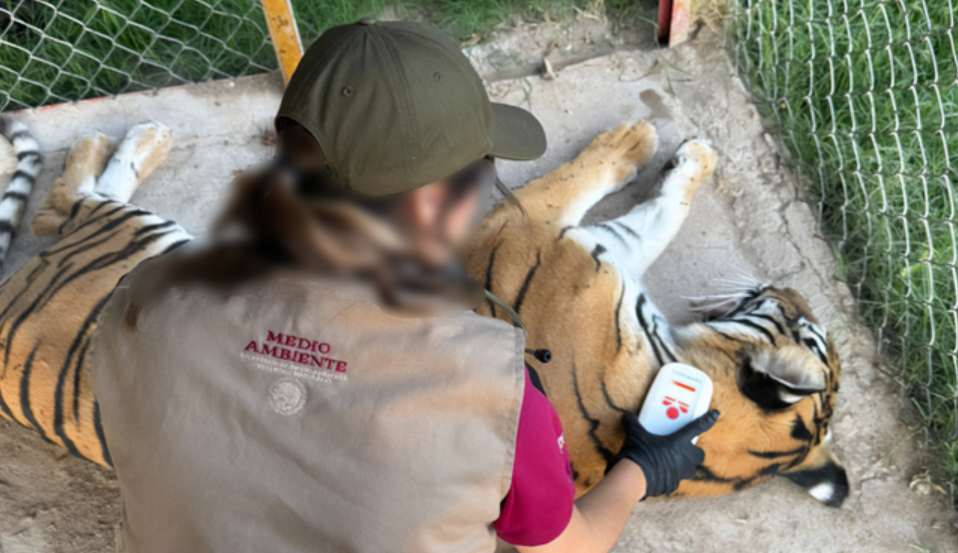 Profepa asegura cinco felinos durante cateo en inmueble de Durango