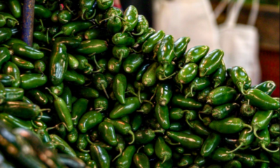 Descartan presencia de Salmonella spp. en muestras de chile jalapeño verde