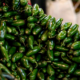 Descartan presencia de Salmonella spp. en muestras de chile jalapeño verde
