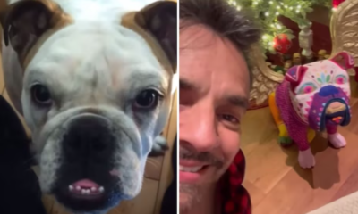 Eugenio Derbez recuerda a su perrita Fiona a tres años de su muerte