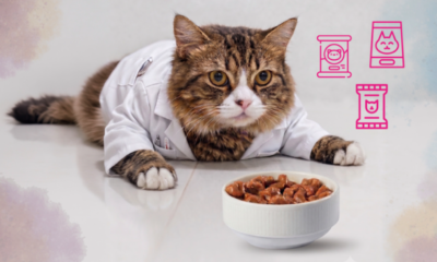 Profeco analiza alimentos húmedos para gato
