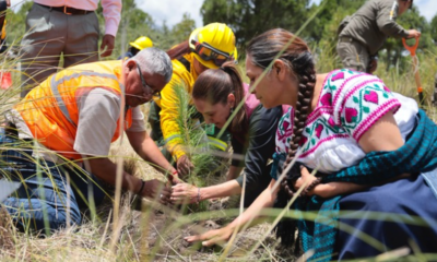 Sheinbaum encabeza Jornada Nacional de Reforestación 2026