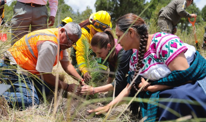 Sheinbaum encabeza Jornada Nacional de Reforestación 2026