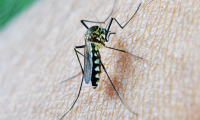 Alemania reporta tercera muerte por brote de malaria en Frankfurt