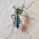 Alemania reporta tercera muerte por brote de malaria en Frankfurt