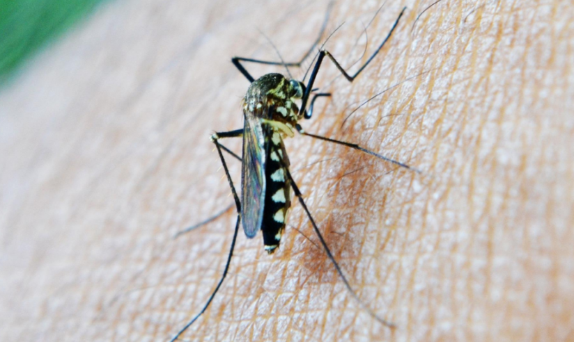 Alemania reporta tercera muerte por brote de malaria en Frankfurt