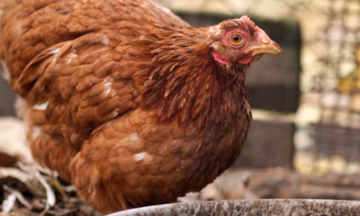 Detectan primer brote documentado de H5N1 en visones cautivos de Estados Unidos