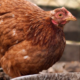Detectan primer brote documentado de H5N1 en visones cautivos de Estados Unidos
