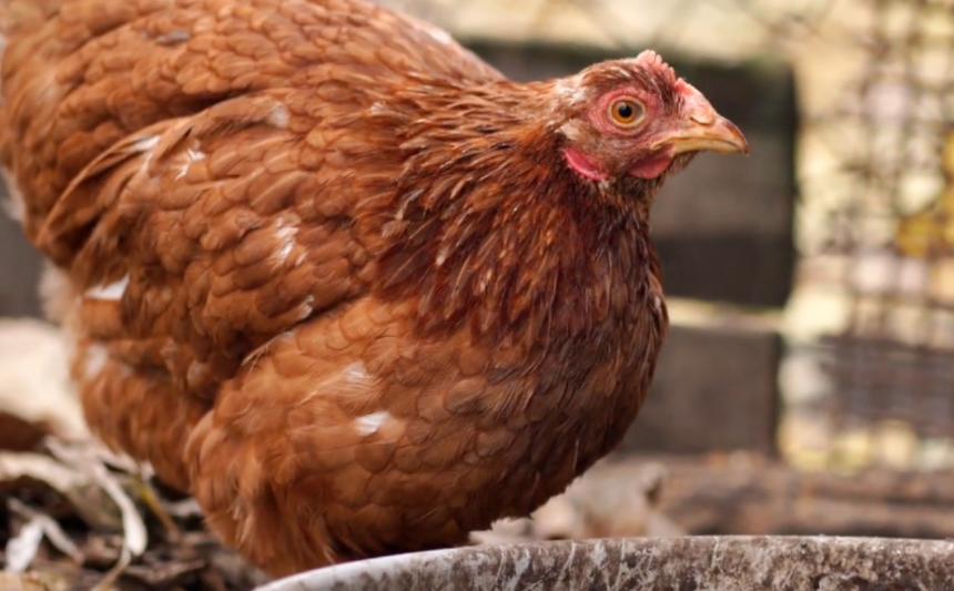Detectan primer brote documentado de H5N1 en visones cautivos de Estados Unidos