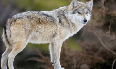 Trump ordena revisar protección de lobos grises y lobos grises mexicanos