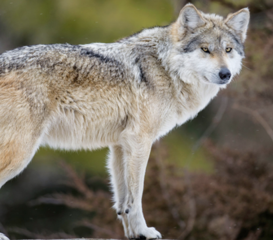 Trump ordena revisar protección de lobos grises y lobos grises mexicanos